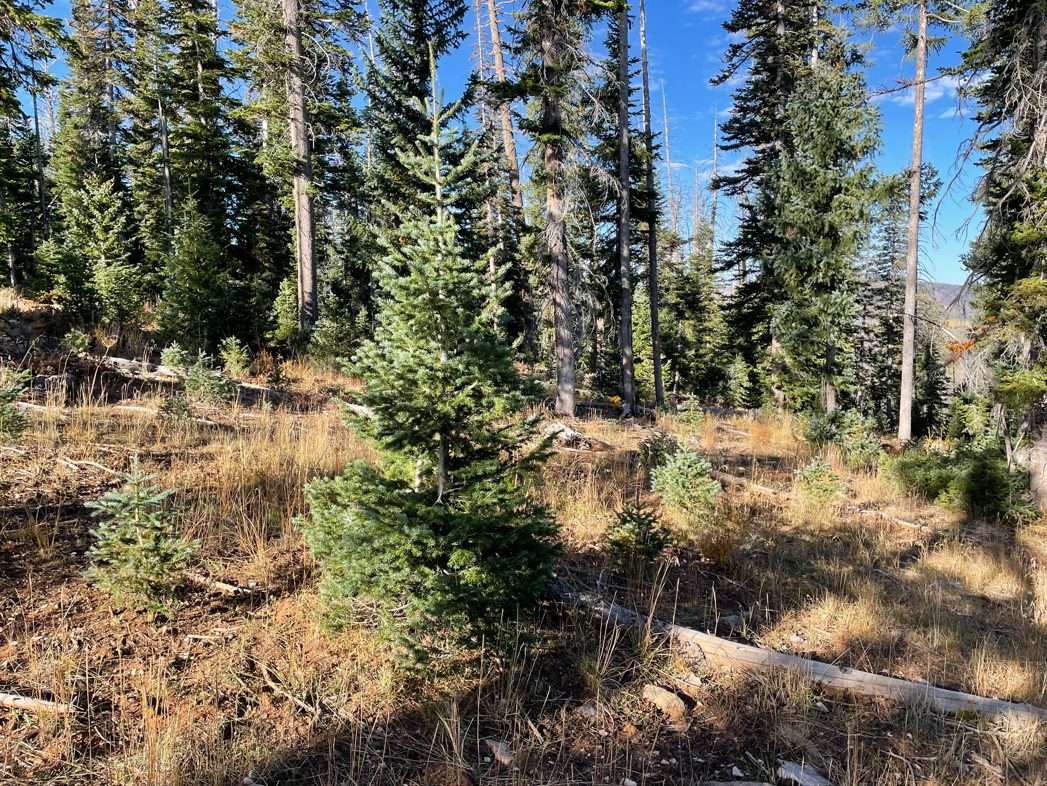 Dixie National Forest Christmas tree permits available online Iron