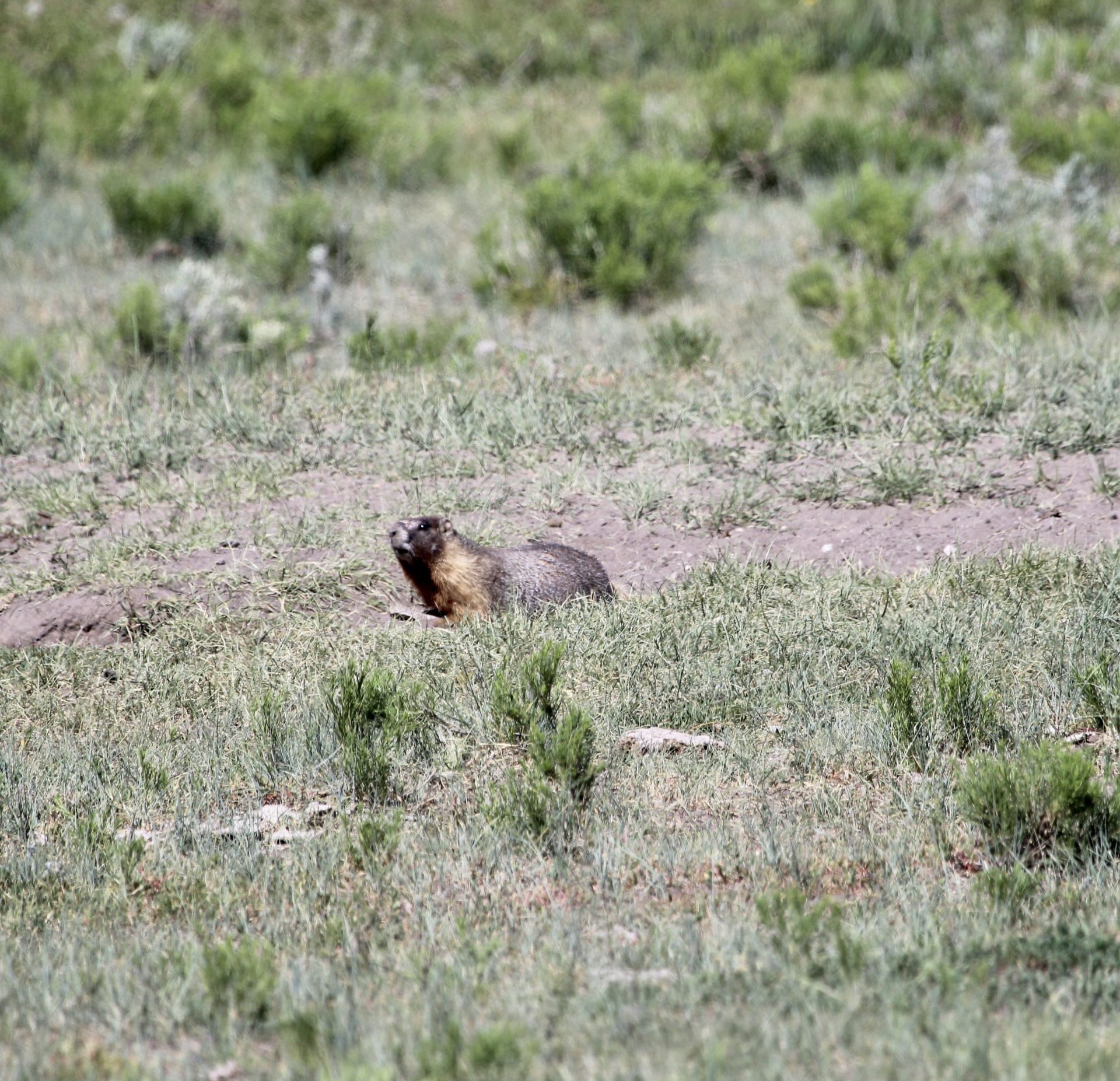 GROUNDHOG’S DAY 2025 WILL PUNXSUTAWNEY PHIL SEE HIS SHADOW?? Iron