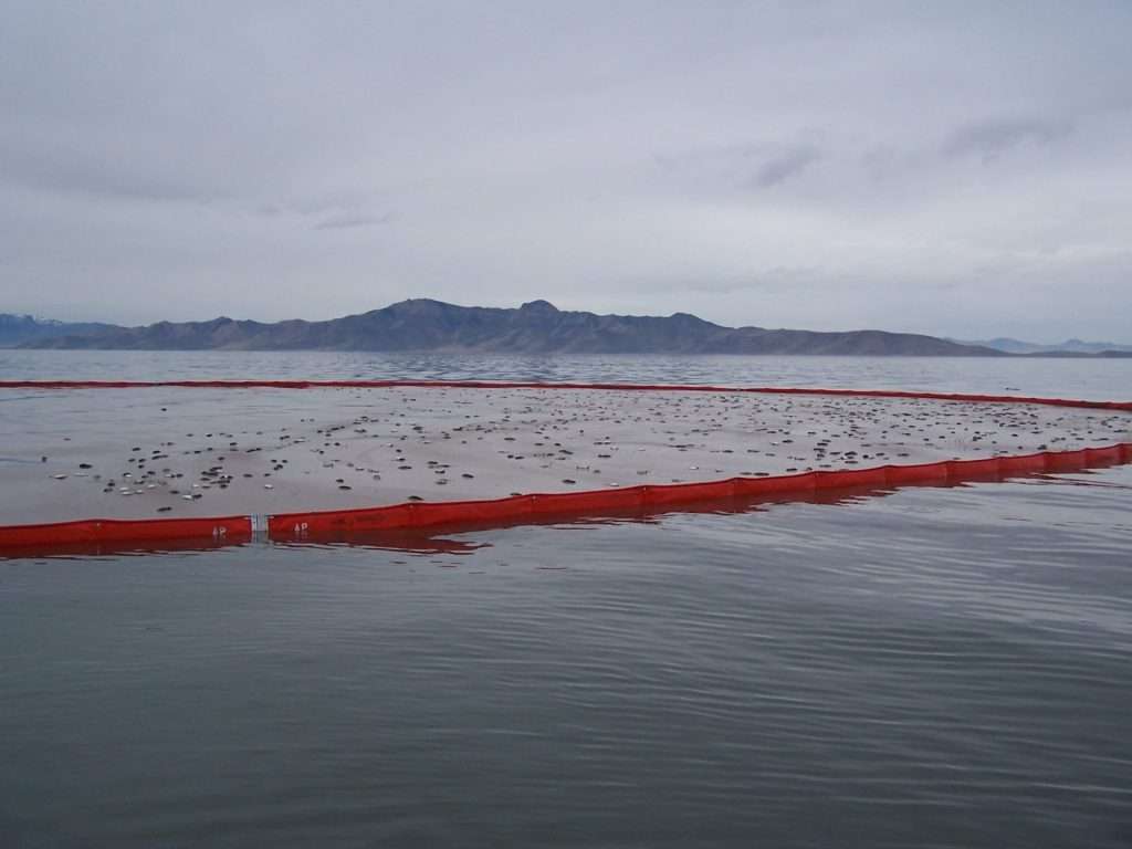 2024 november great salt lake avian flu outbreak in eared grebes john luft