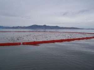 2024 november great salt lake avian flu outbreak in eared grebes john luft