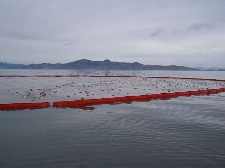 2024 november great salt lake avian flu outbreak in eared grebes john luft