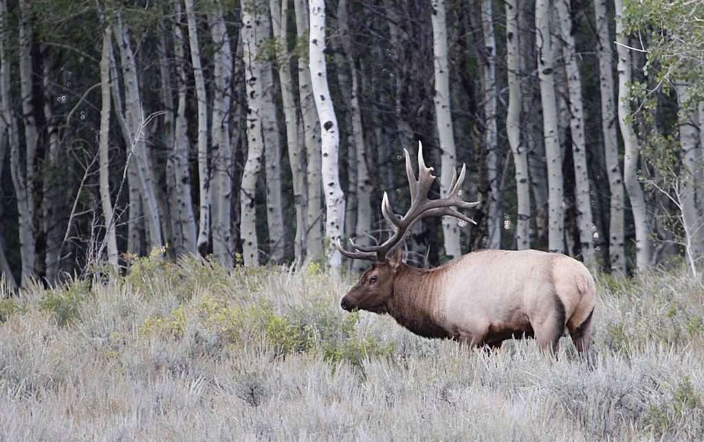 2019 bull elk september (1)