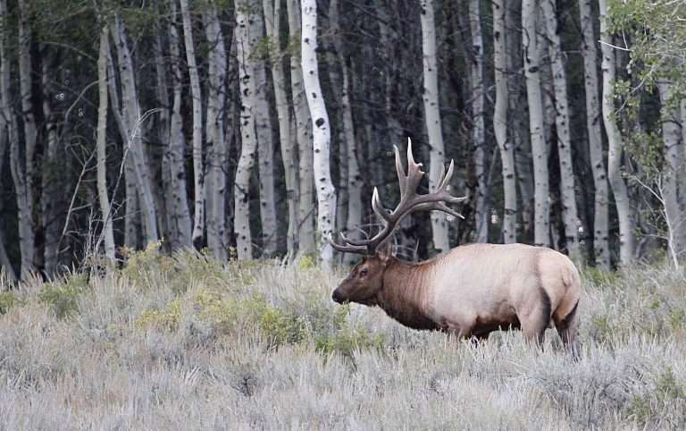2019 bull elk september (1)