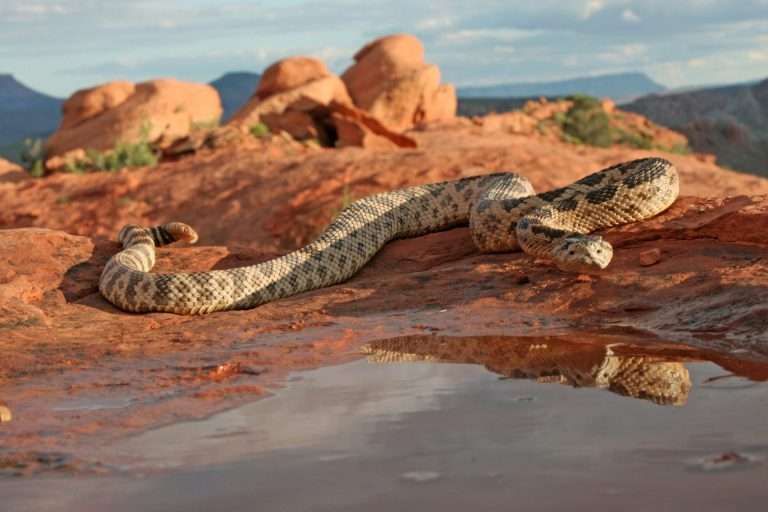 lynn 7 9 2012 great basin rattlesnake in southwestern utah 1