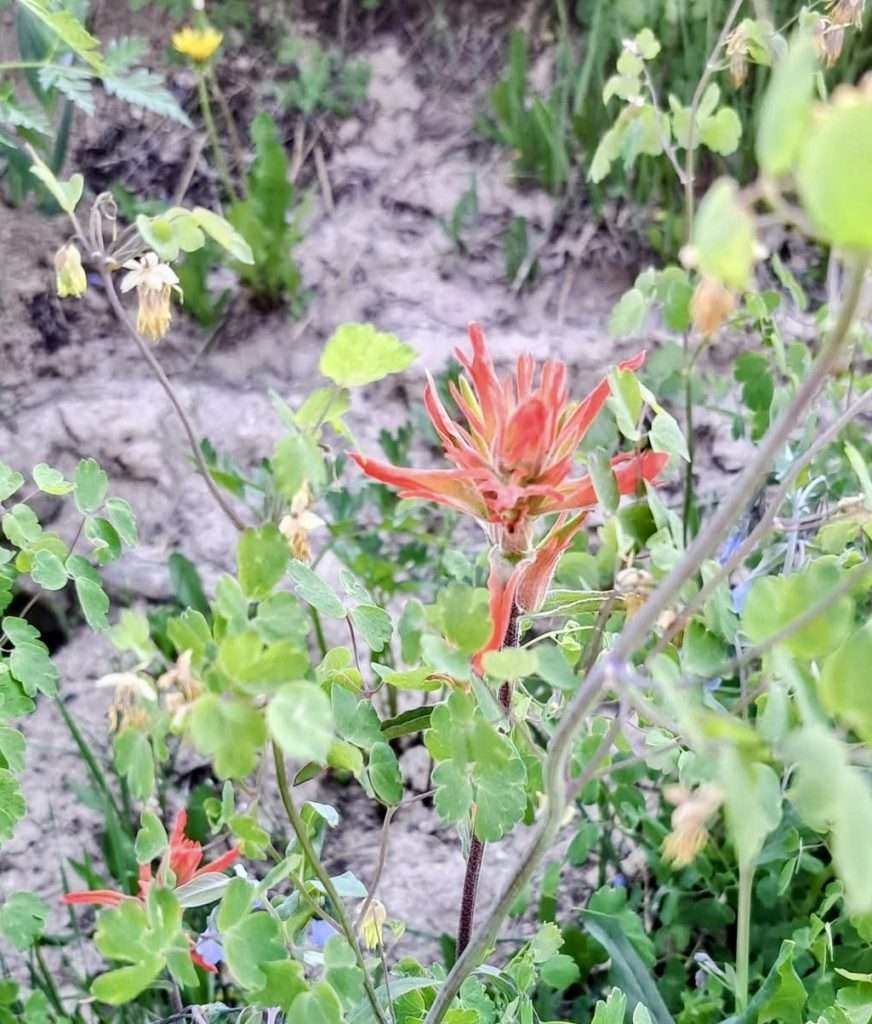 cedar breaks image 2