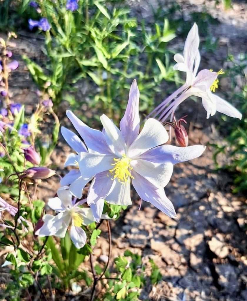 cedar breaks image 3
