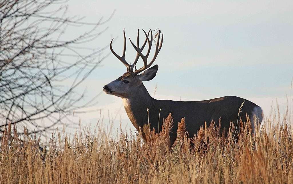 jim shuler 10 20 2016 buck deer in northern utah 1