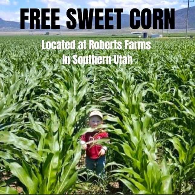 corn5 (1)