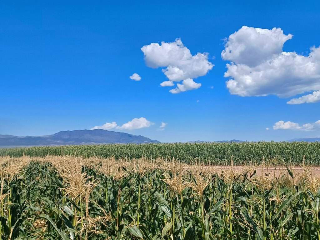 corn6 (1)