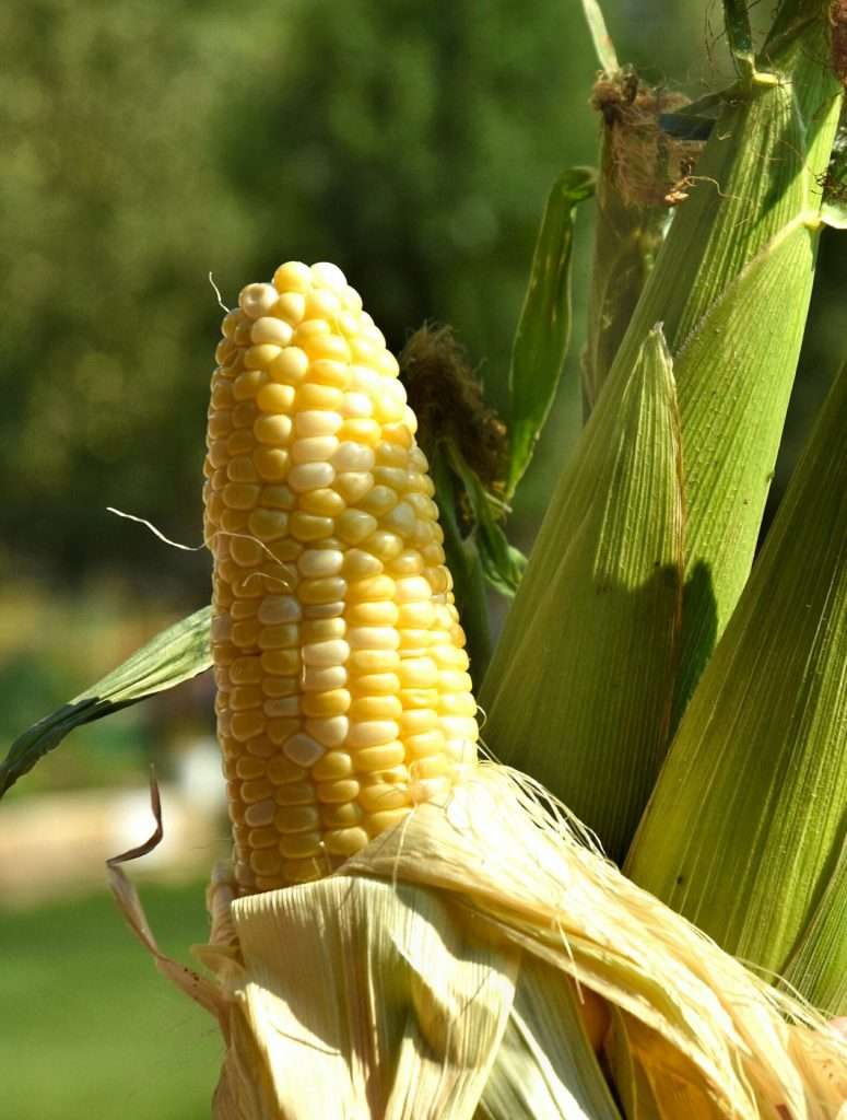 corn7