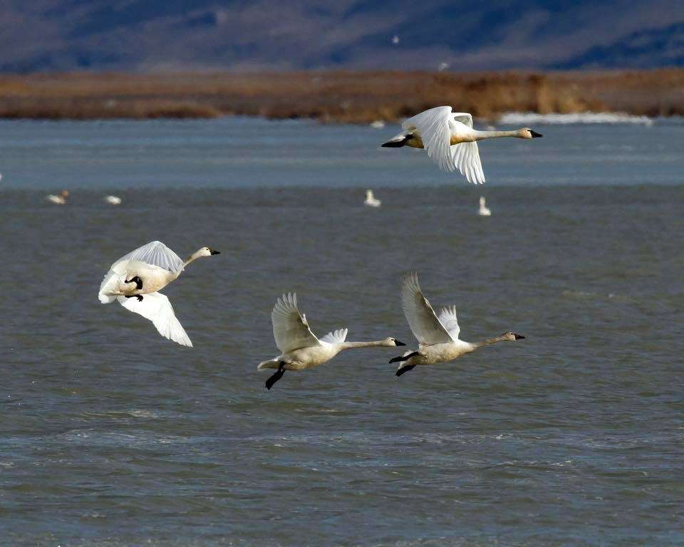 dickson smith 3 12 2019 tundra swans at the farmington bay wma