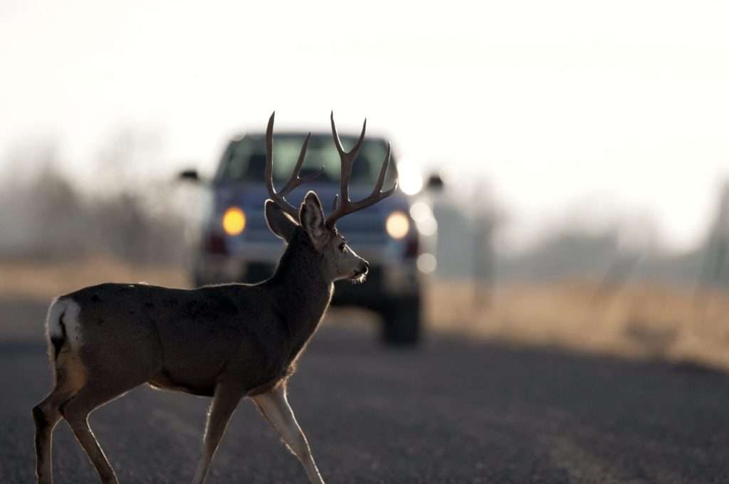 copy of buck deer in road with truck 02 oak city november 2022