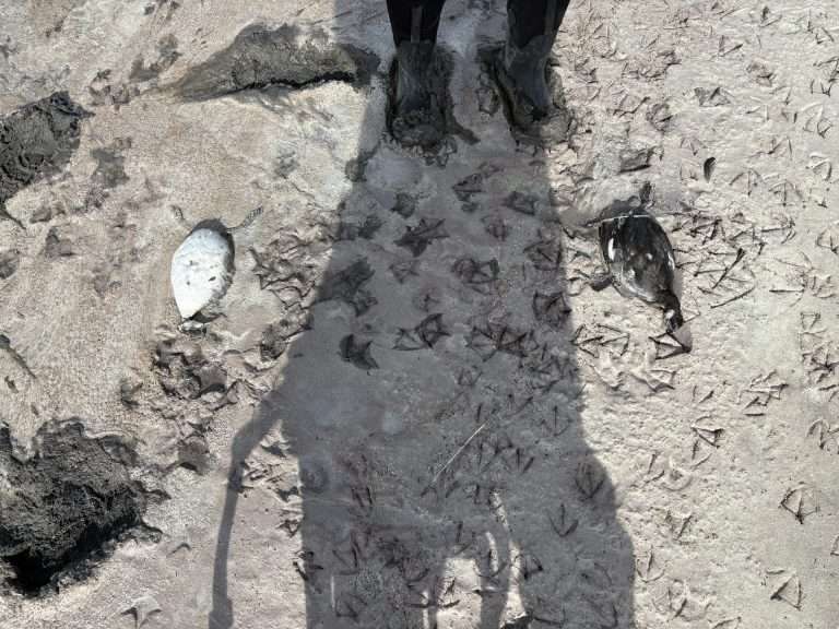 eared grebe collected october 2025 at great salt lake john neill