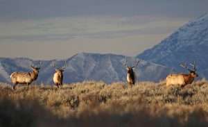 2019 four young bull elk winter
