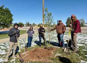 img tree planting