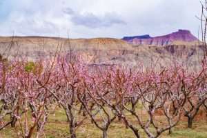 peaches stg (1)[24]