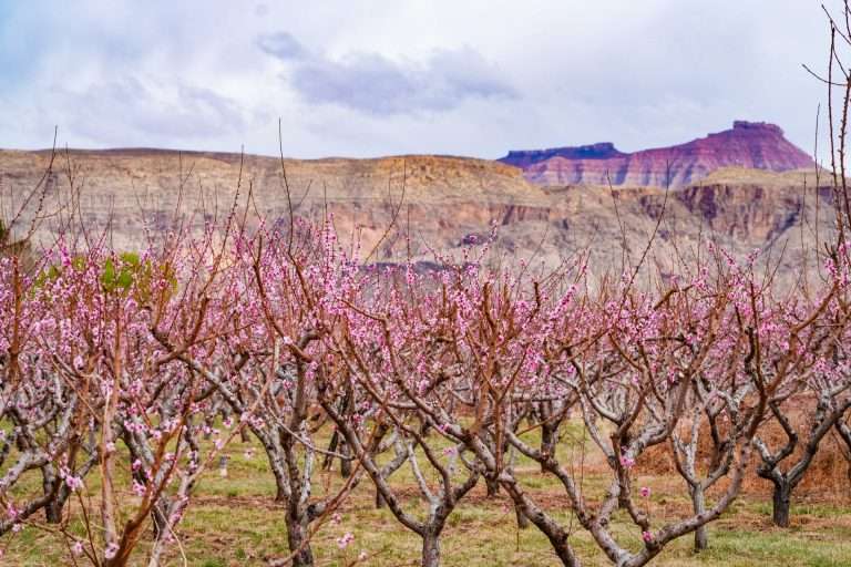 peaches stg (1)[24]