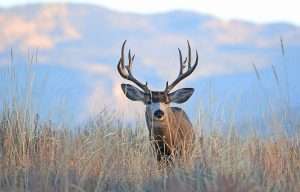 Photos courtesy of the Utah Division of Wildlife Resources