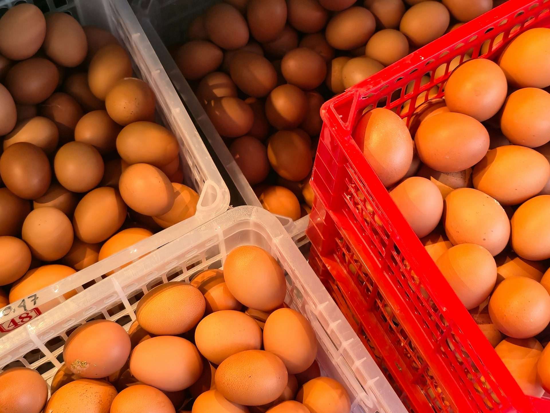 Utah Secures 125, 000 Egg Cartons in Price-Fixing Settlement